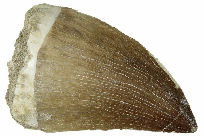 Fossil Mosasaur (Prognathodon) Tooth - Morocco #322678